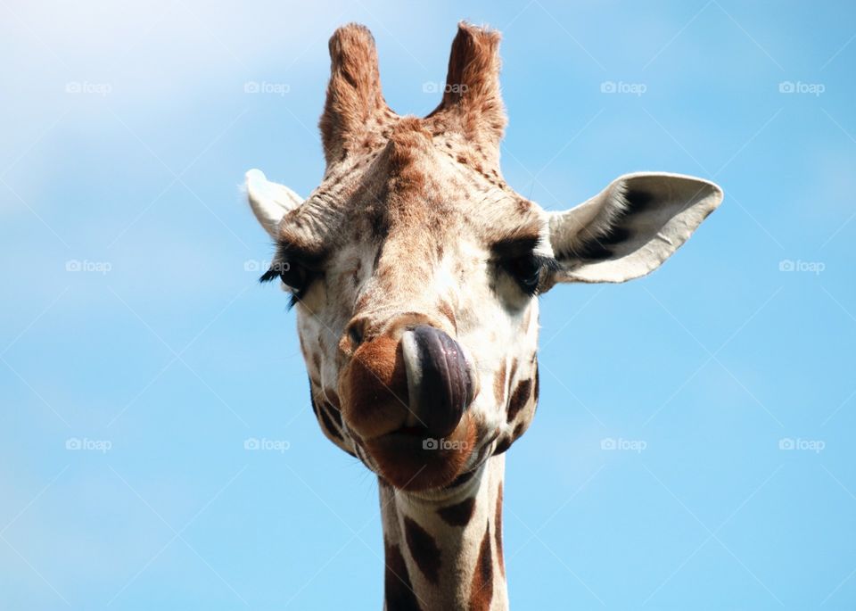 Animals, giraffes, head, tongue, funny