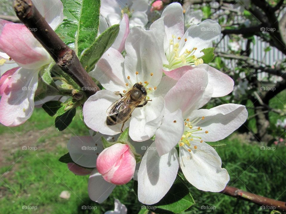 Лето , время цветения