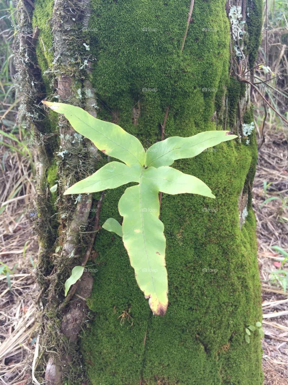 New year, new start. I want to be more in tune with the great outdoors this Jan2018, that’s my greatest New Year Resolution. 