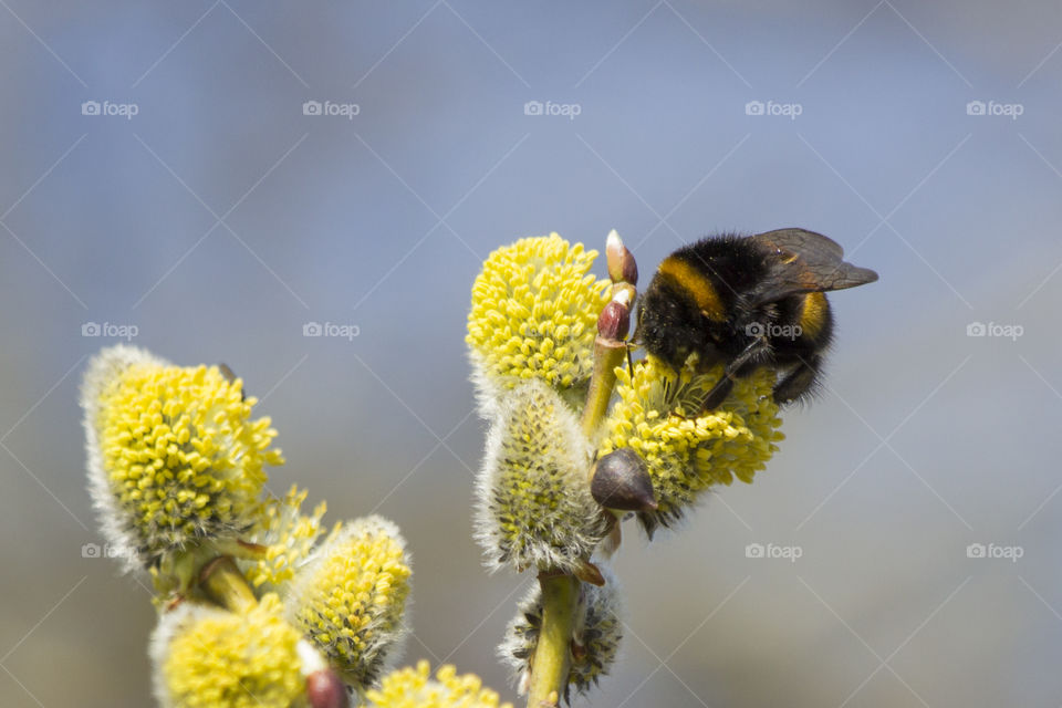 Close-up of bumble bee on yellow flower