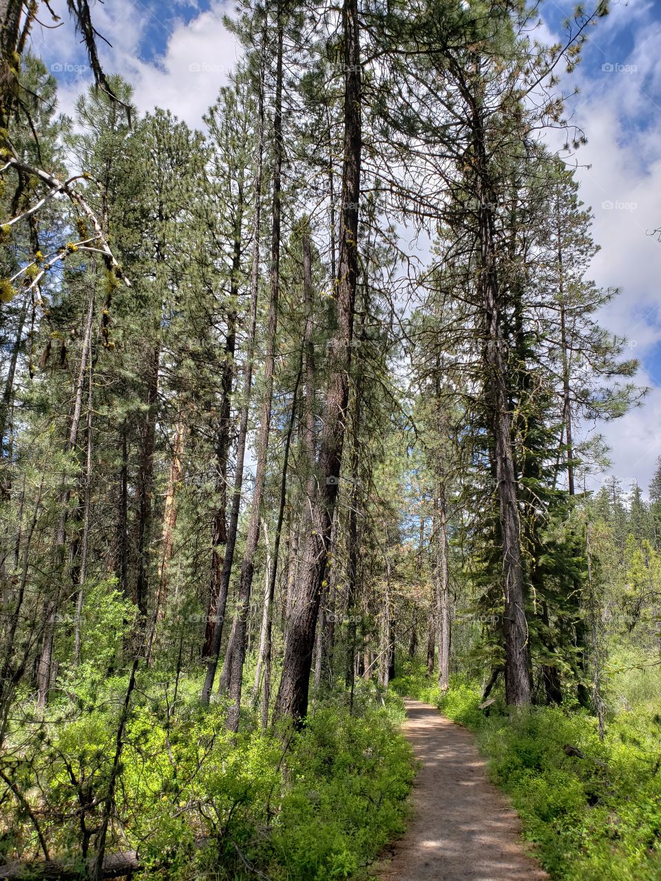 A dirt path leads through the lush green forest floor and towering pine trees in the Deschutes National Forest in Central Oregon on a sunny summer day.