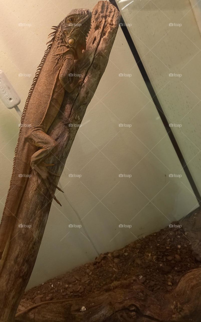 iguana resting on a branch