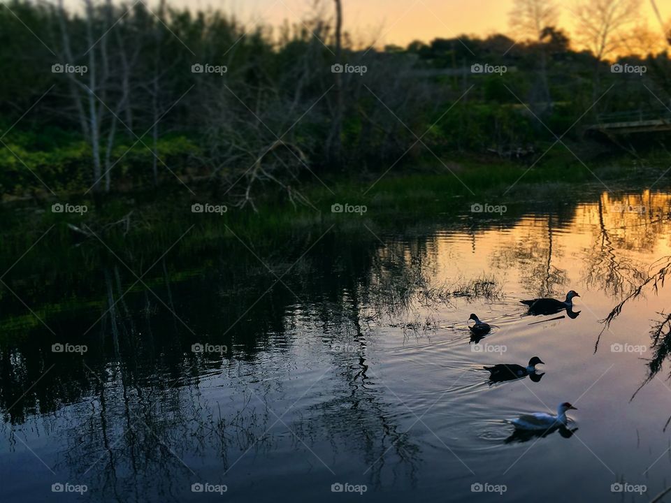 Beautiful sunset in a lake with swimming ducks