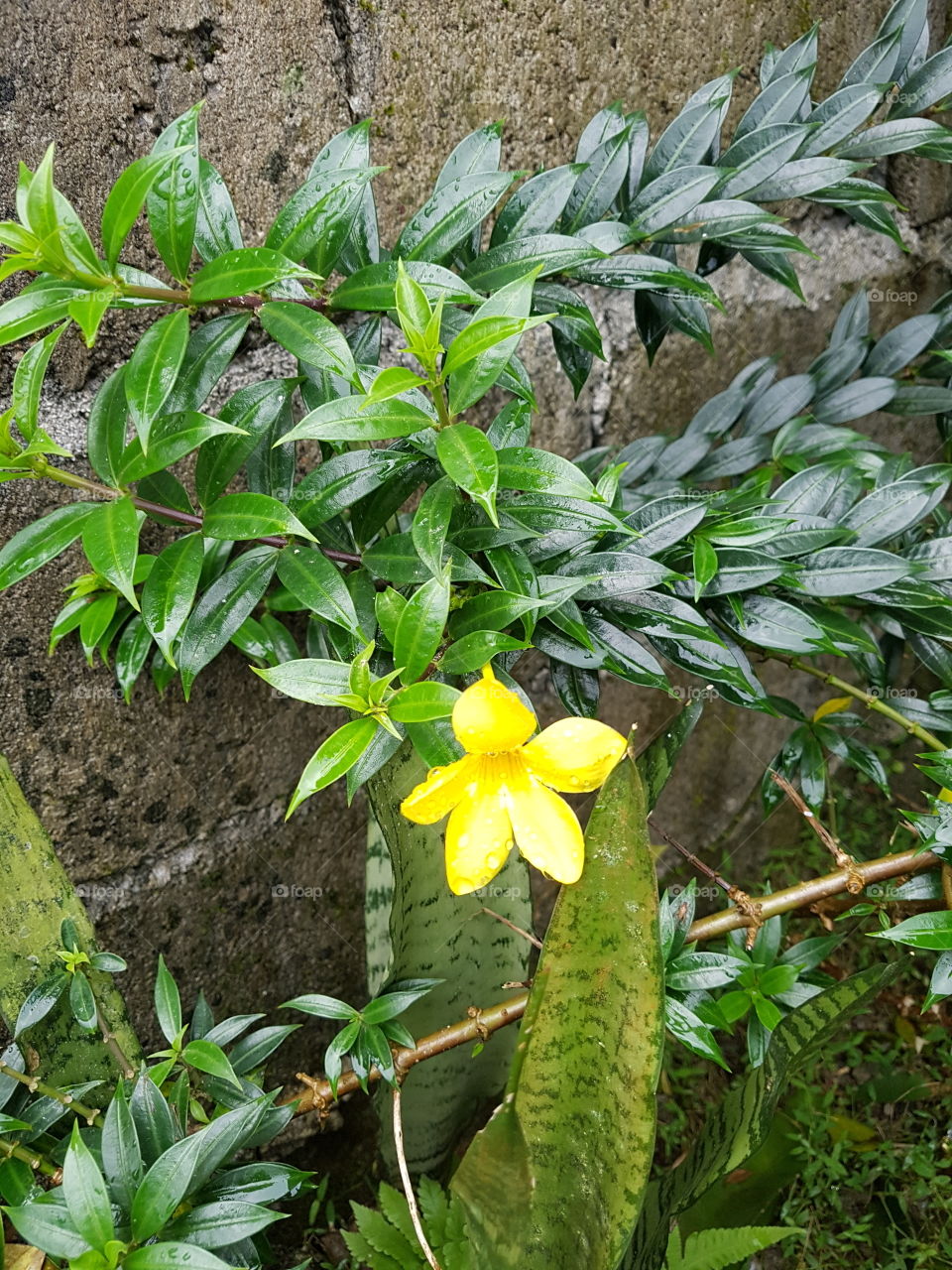 Yellow bell flower