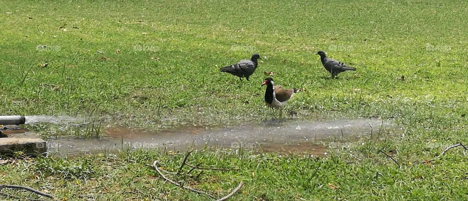 Bird and pigeons having water on a hot summer day