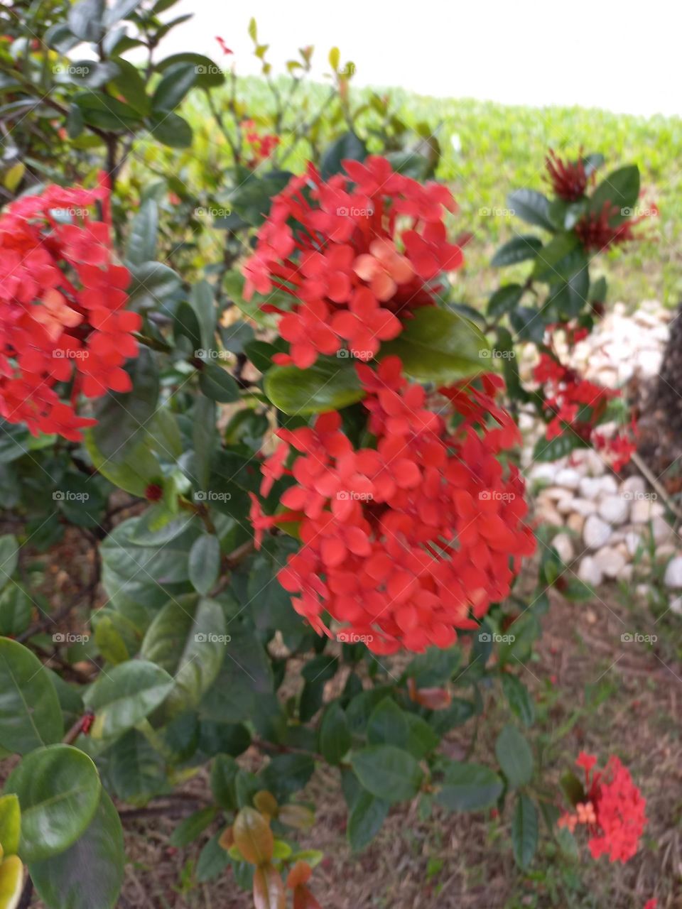 A Primavera chegou exalando  a beleza e o perfume das flores. A Primavera é considerada por muitos a estação,  mais bonita do ano. Isso se deve ao fato de que nela ocorre a floração  de diversas espécies  de plantas.