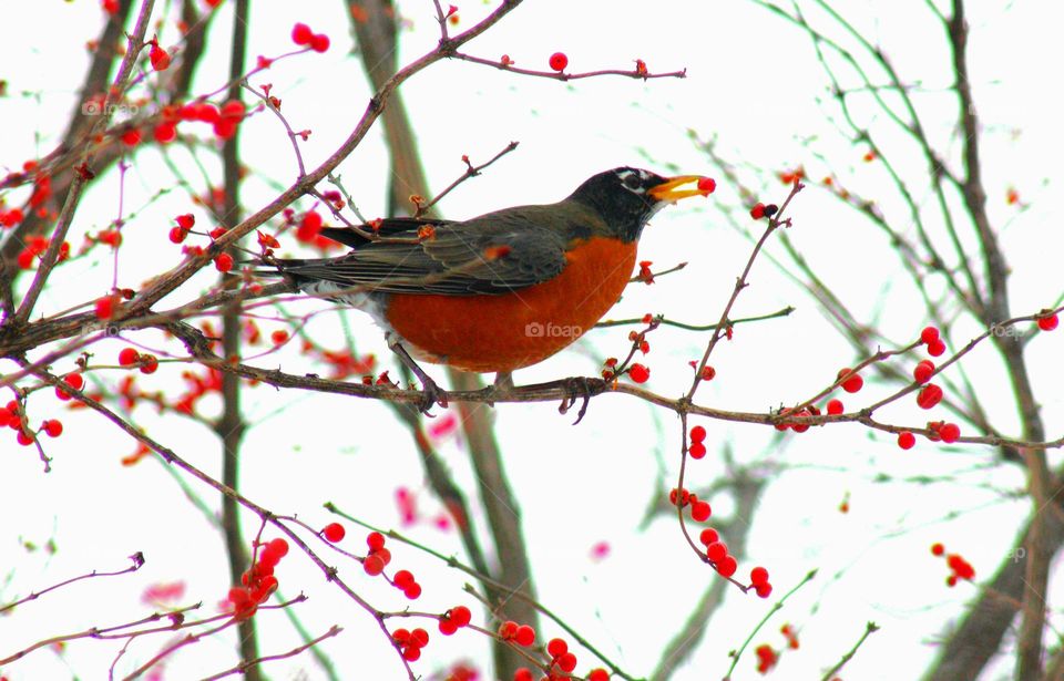 Birds in Canada