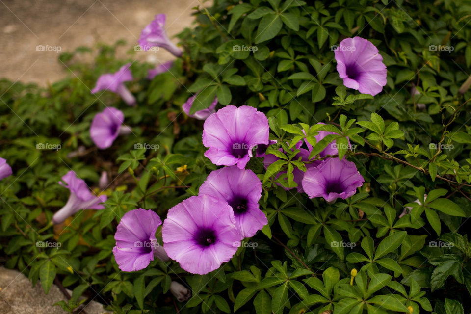 Purple Petunia flower in the garden