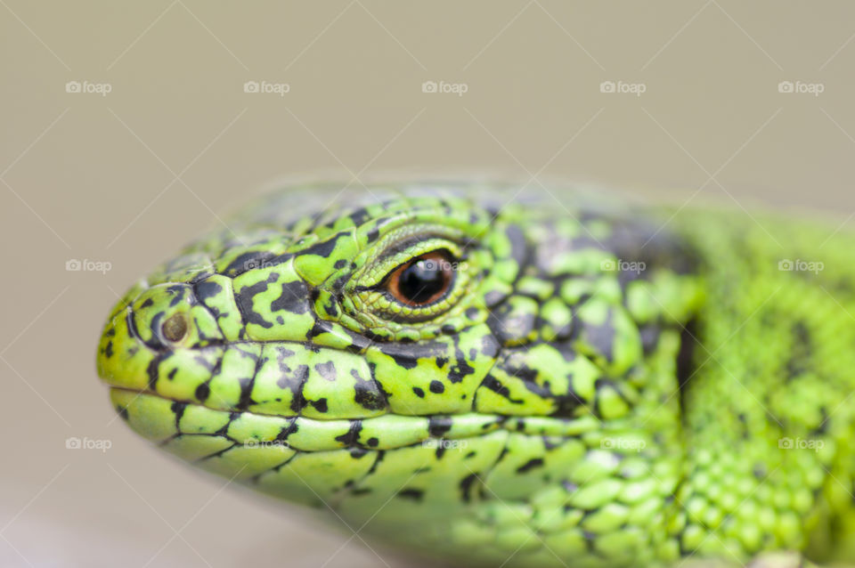 Lizard. green lizard close up