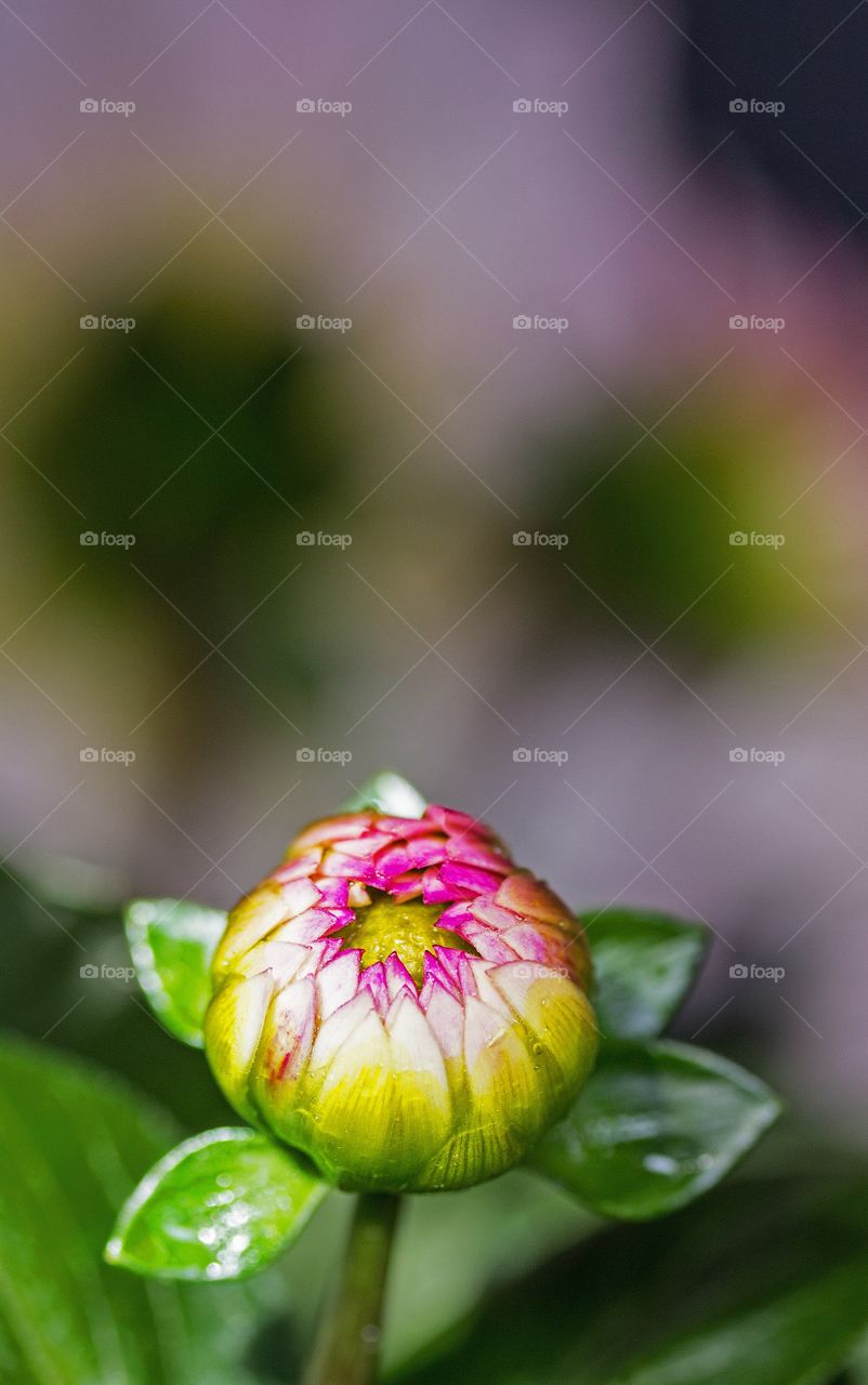 Dahlia bud