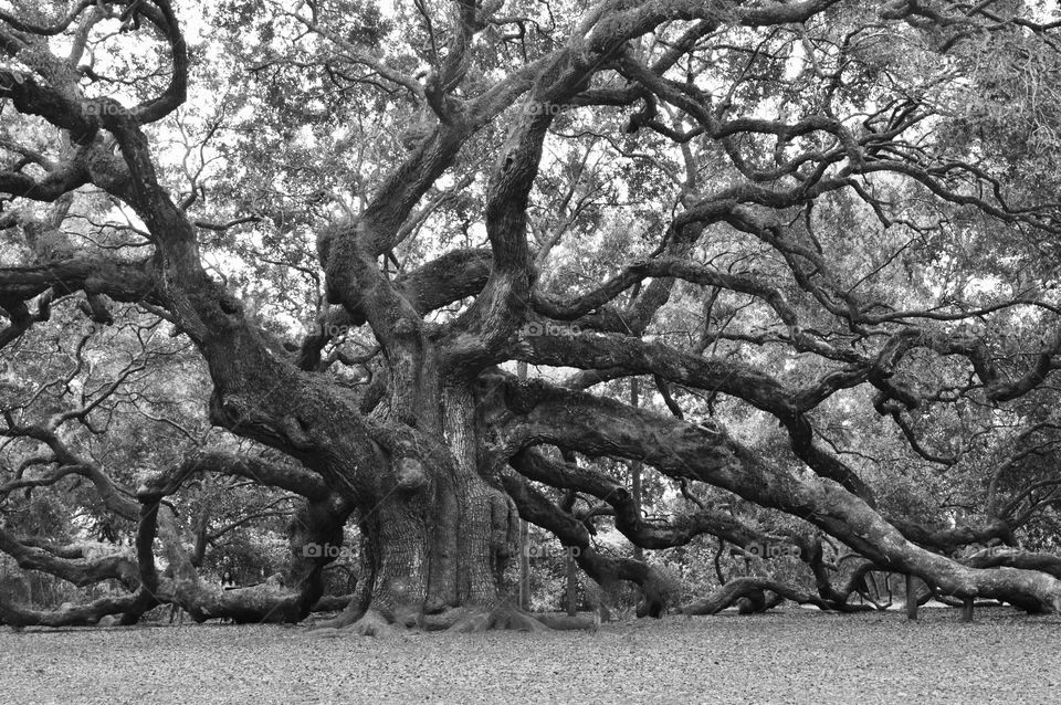 Angel Oak 