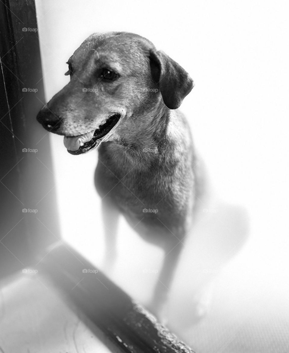 Animal photography - Dog - Monochromatic style 