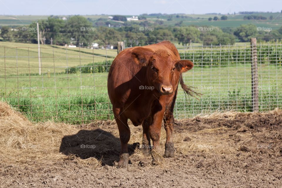 A red steer stands in the sunlight at feeding time with a beautiful country landscape in the background on a perfect summer day (landscape)