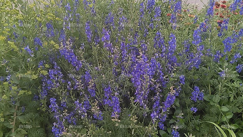 blue bonnet. these flowers grew in front of post office