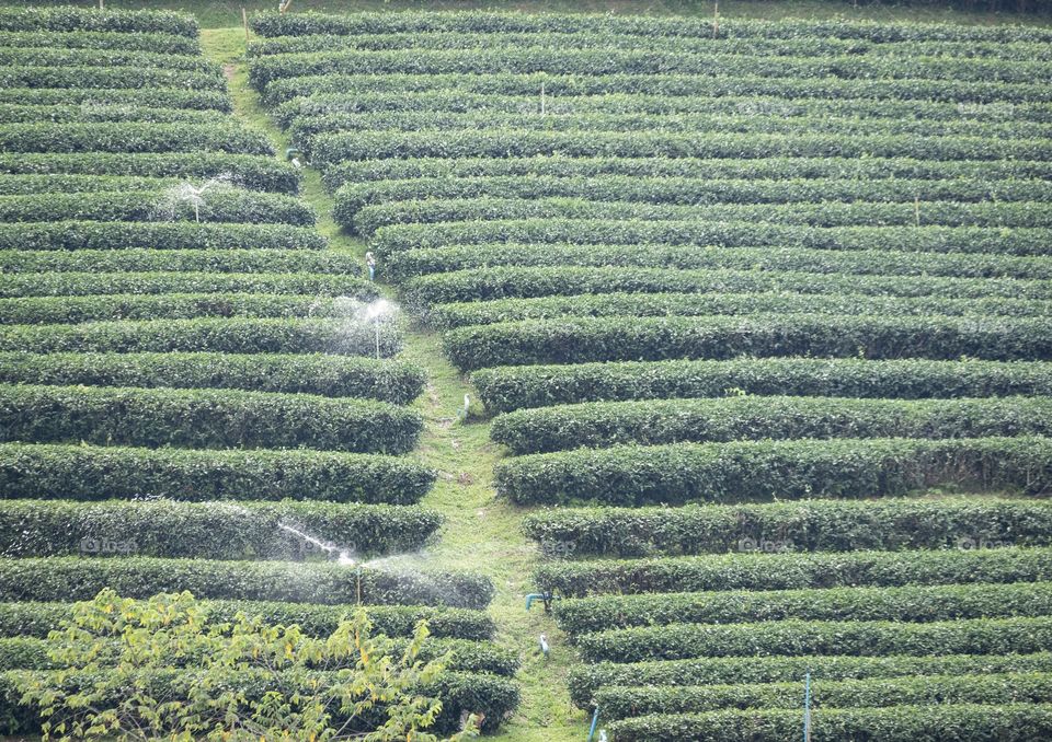 Beautiful background texture of tea plantation