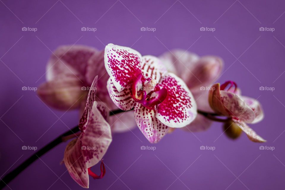 Gorgeous orchids