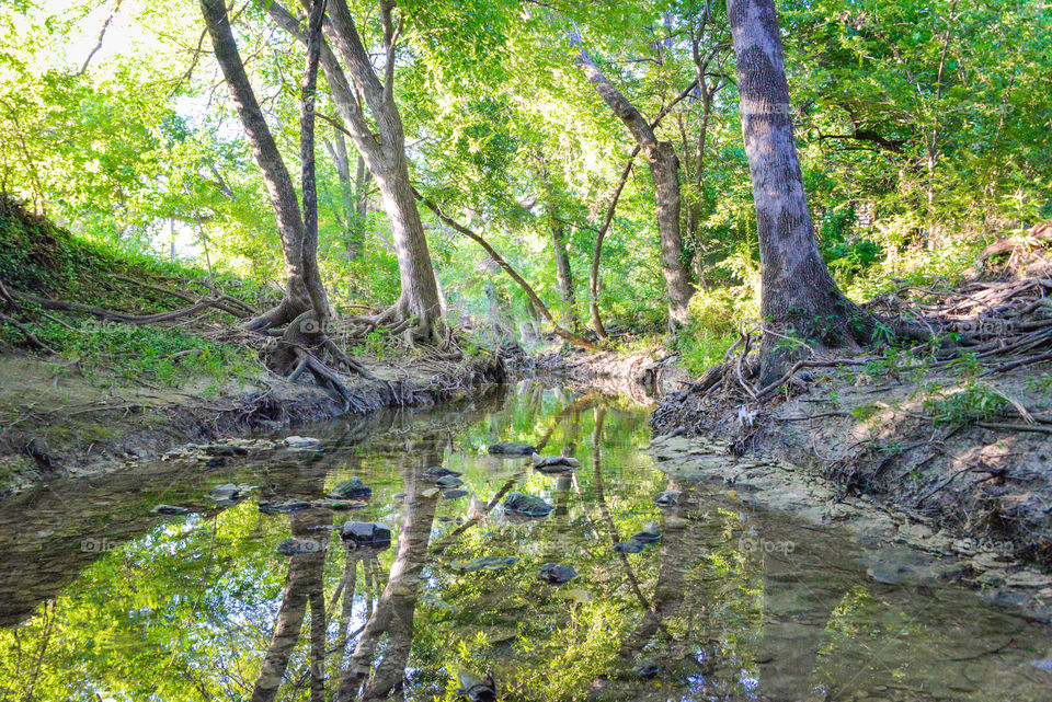 Trees reflected in creek