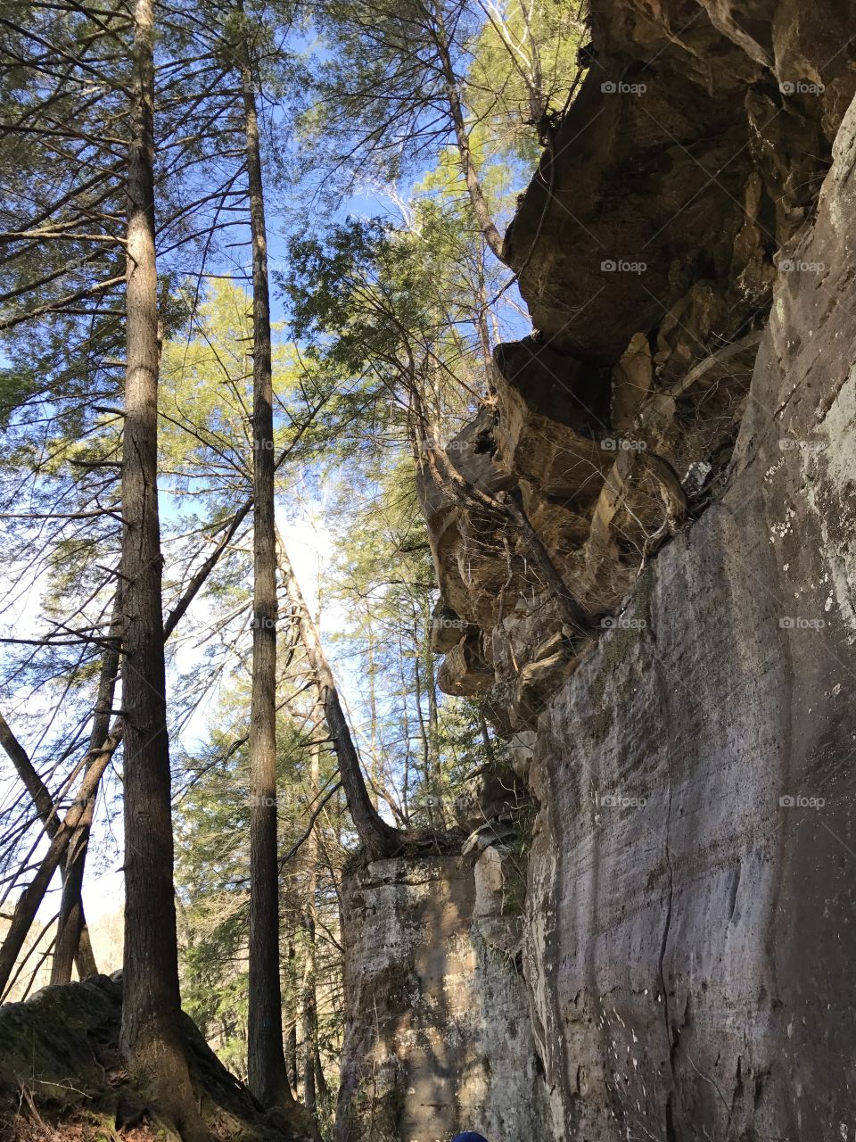 Cliff in the forest near Cumberland Falls 