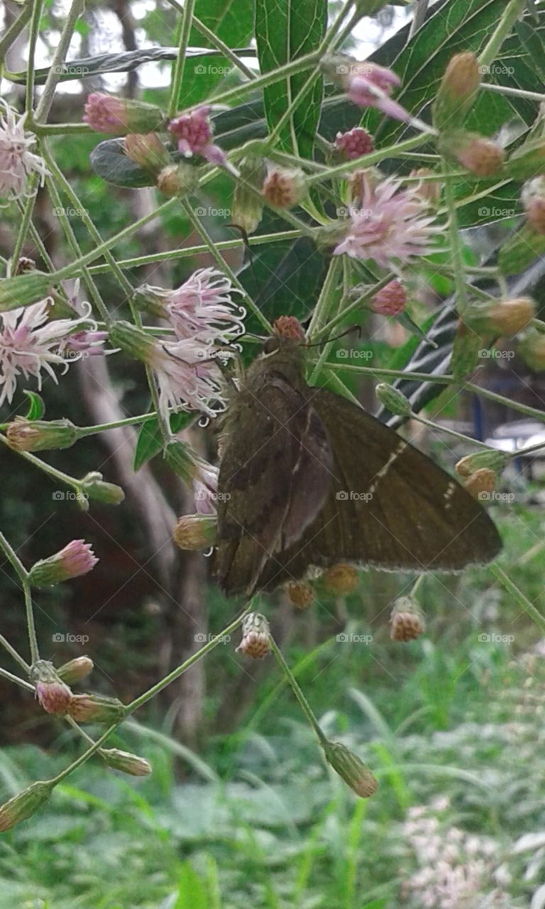 Nature, Flora, Flower, Leaf, Outdoors