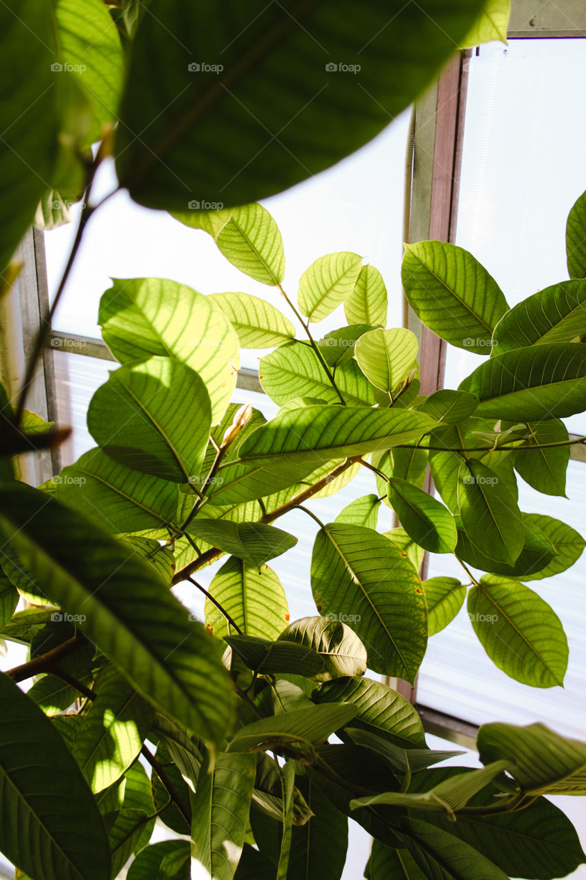 Green ficus leaves under the sunlight in a sunny day