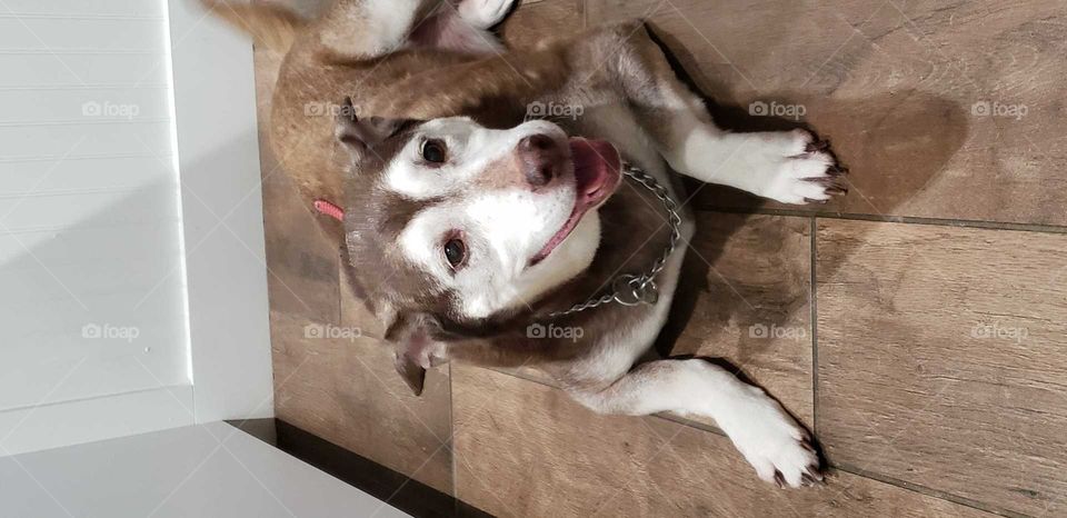 happy after a nail trim