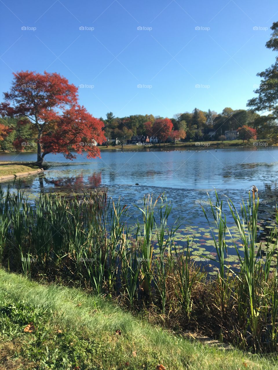 Pretty fall day on a small pond. Red leaves on a tree overlook the crisp, blue pond. Foreground features bright green pond flora. Picturesque snapshot of a fall afternoon in New England