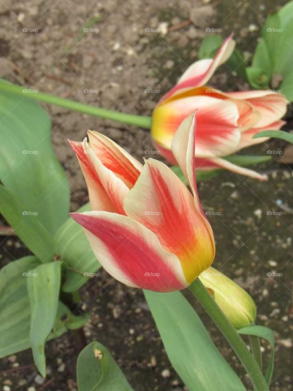 Summertime tulips. Multi color