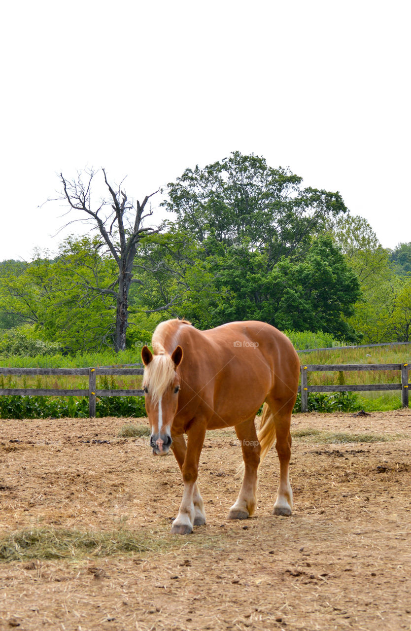 Belgian draft horse in fenced field