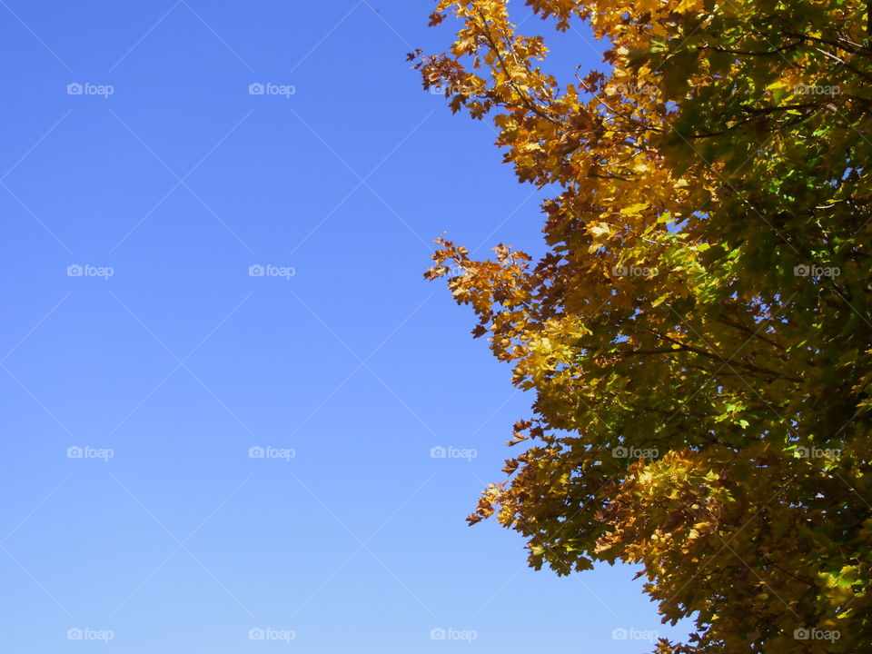 A beautiful maple tree in its fall colors of red, yellow, orange, and green with a bright clear blue sky providing lots of space for copy.