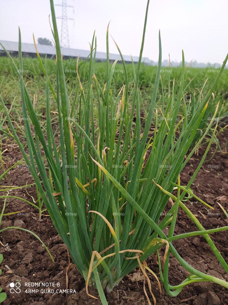 Green onion or spring onion or kandha paat  vegetables