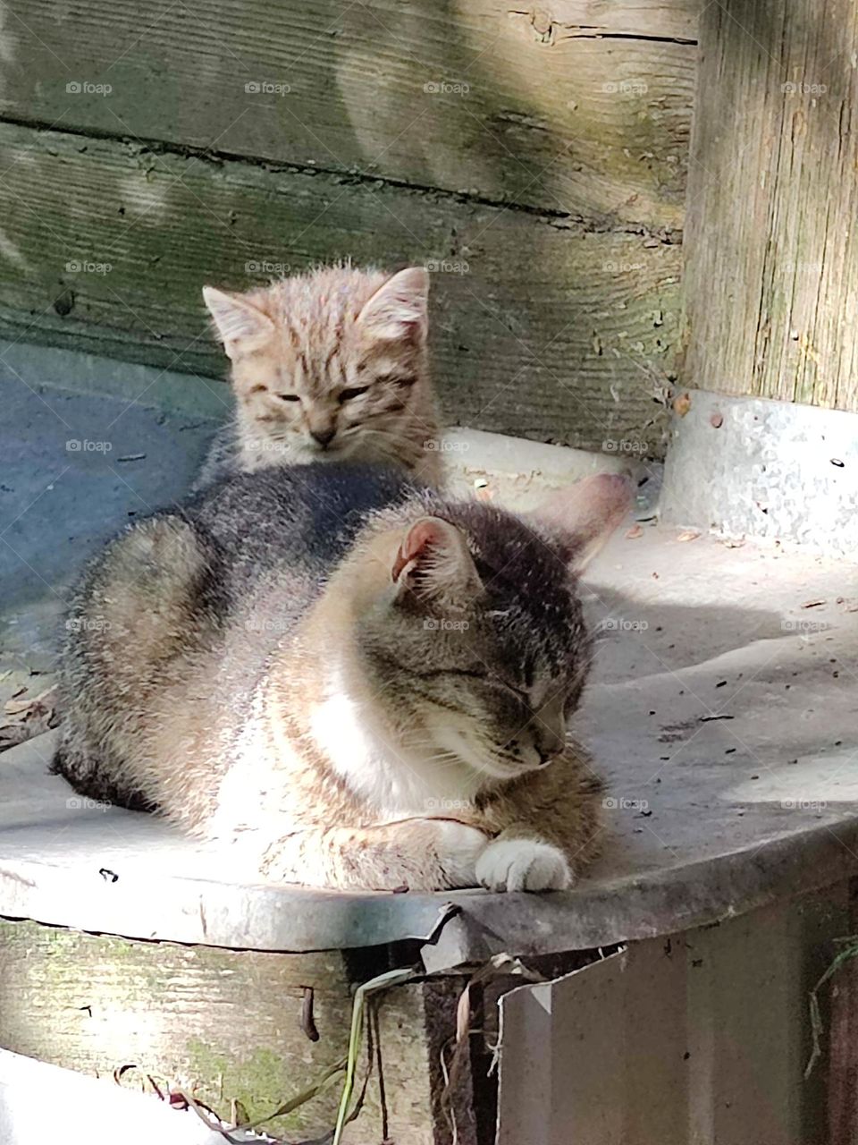 Family of cats.  Gray cat and gray kitten basking in the sun