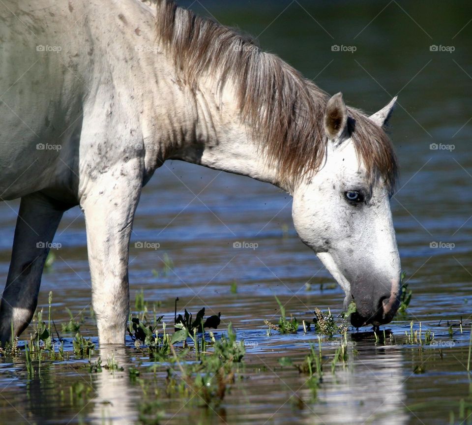 A Wild Horse Named Rascal