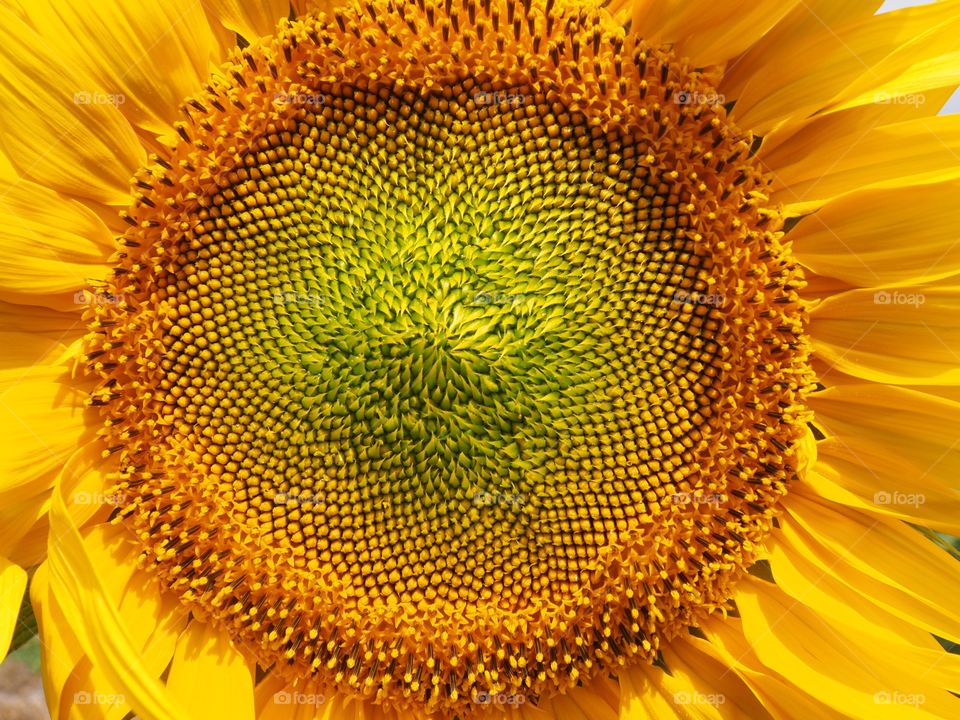 Sunflower Brillance!