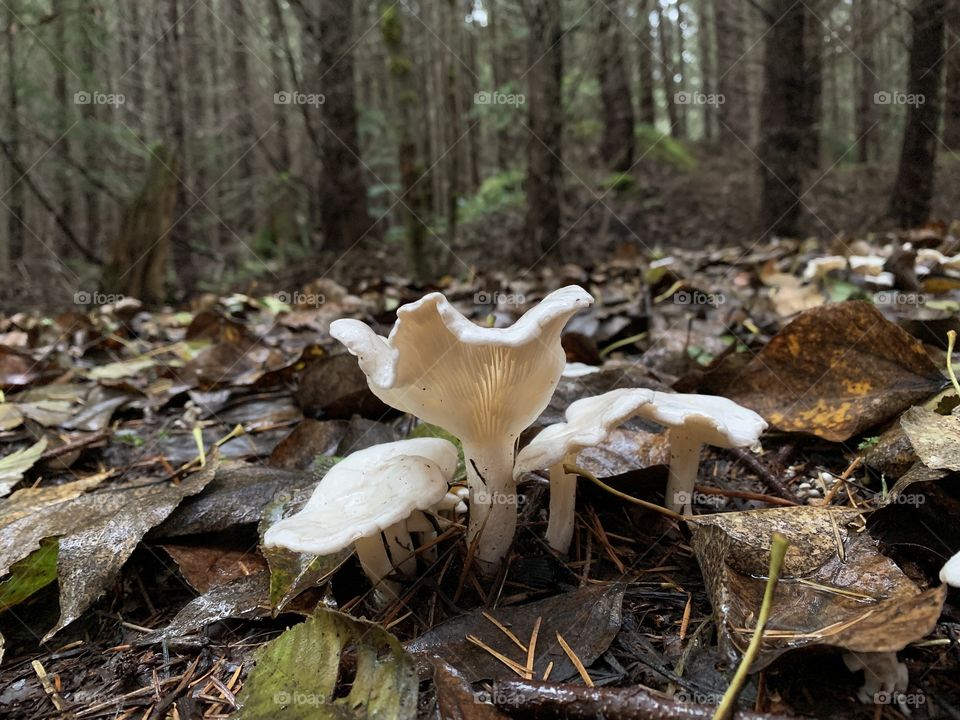 Wild mushrooms “Chanterelles”