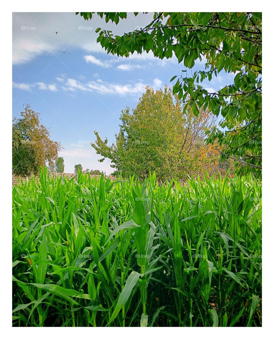 Cherry tree and corn