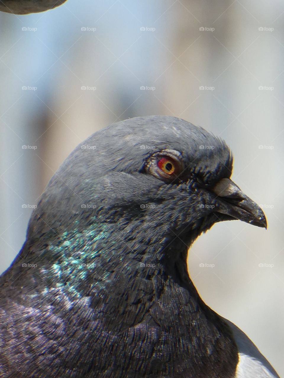 Pigeon