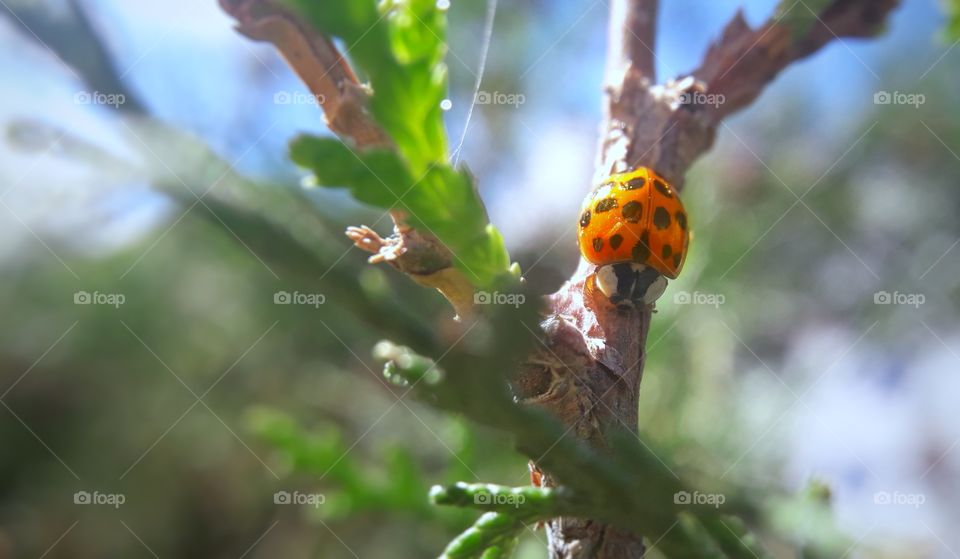 Summer bright photo of the ladybug on the tree