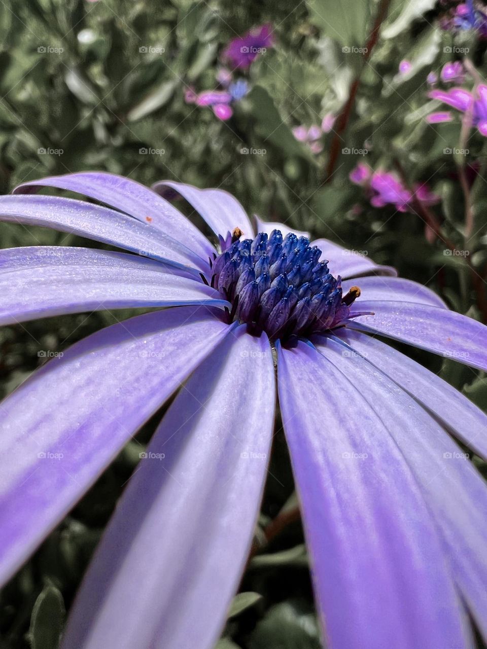 Flower closeup