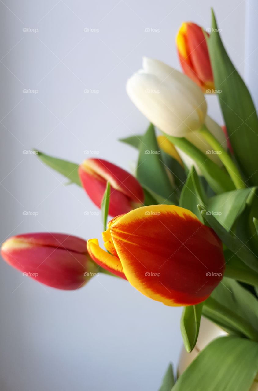 tulips in avase
