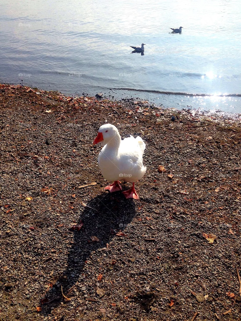 Goose 