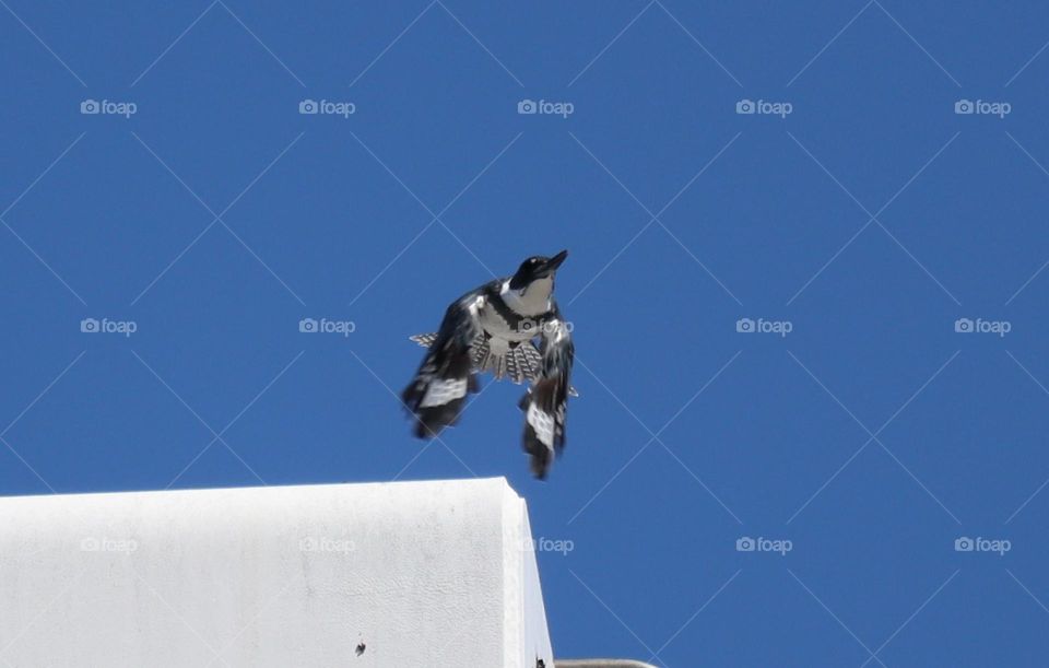 Kingfisher taking off from a roof