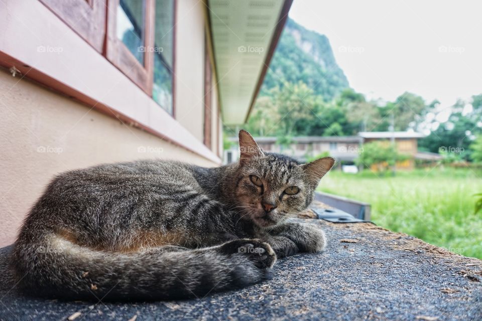 The cat was sleeping in a boring manner by the window of the building