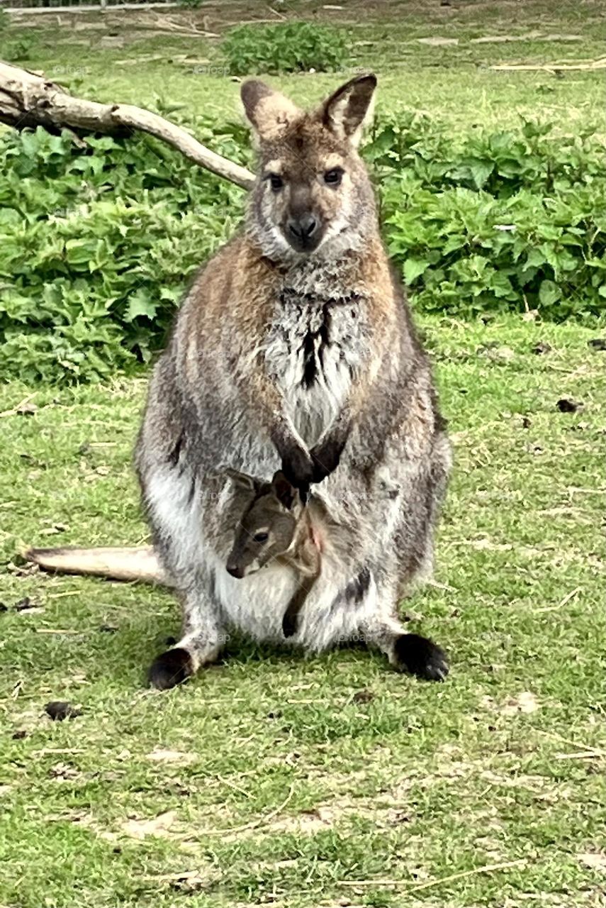 A beautiful wallaby and her young Joey. Her Joey is beginning to stretch and touch the ground but it’s s yet to take his first leap!