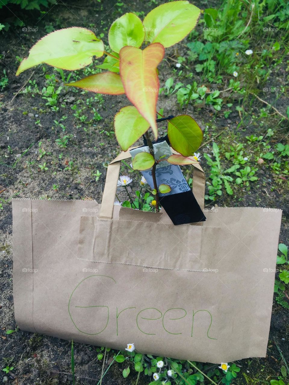 Growing an apple tree with a paper bag saying green on it.