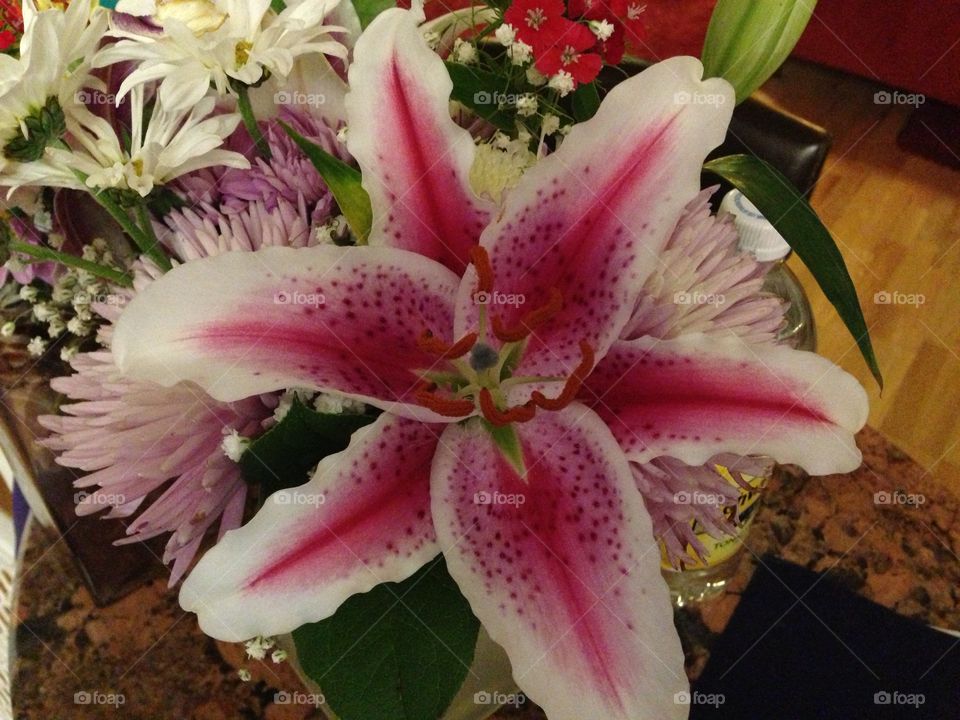 Stargazer Lilly 