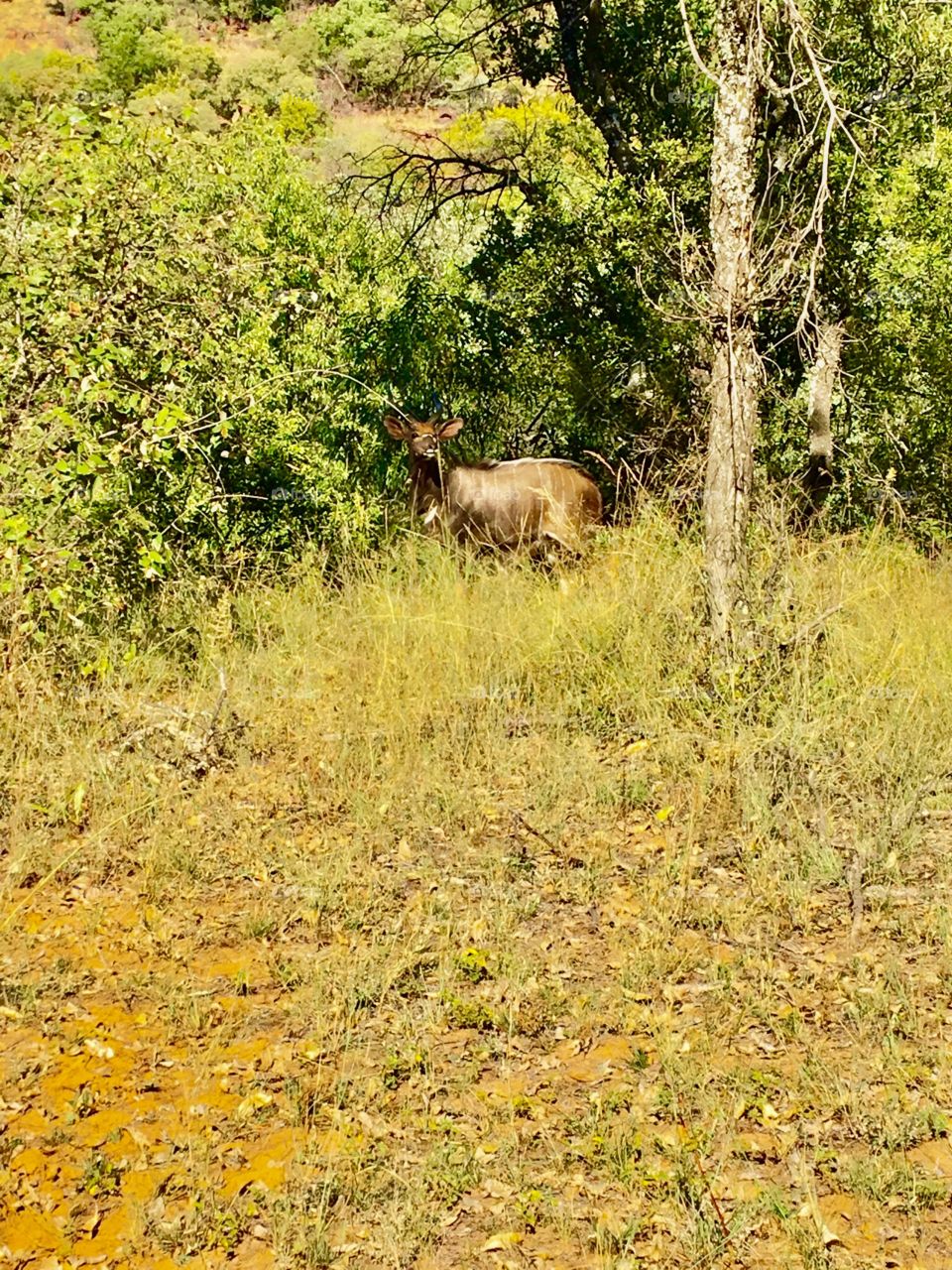 Kudu 