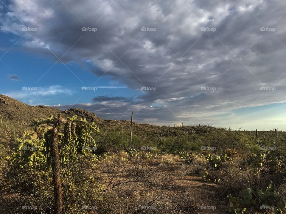 Desert Landscape 
