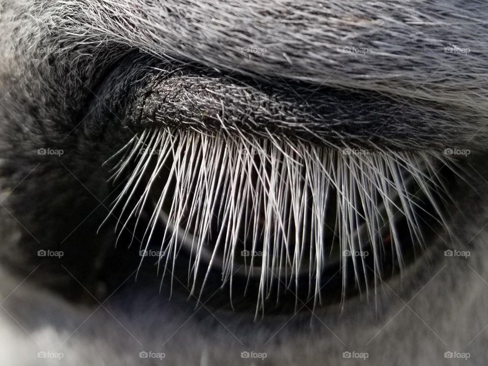 Close up of a Gray Horses Eyelashes