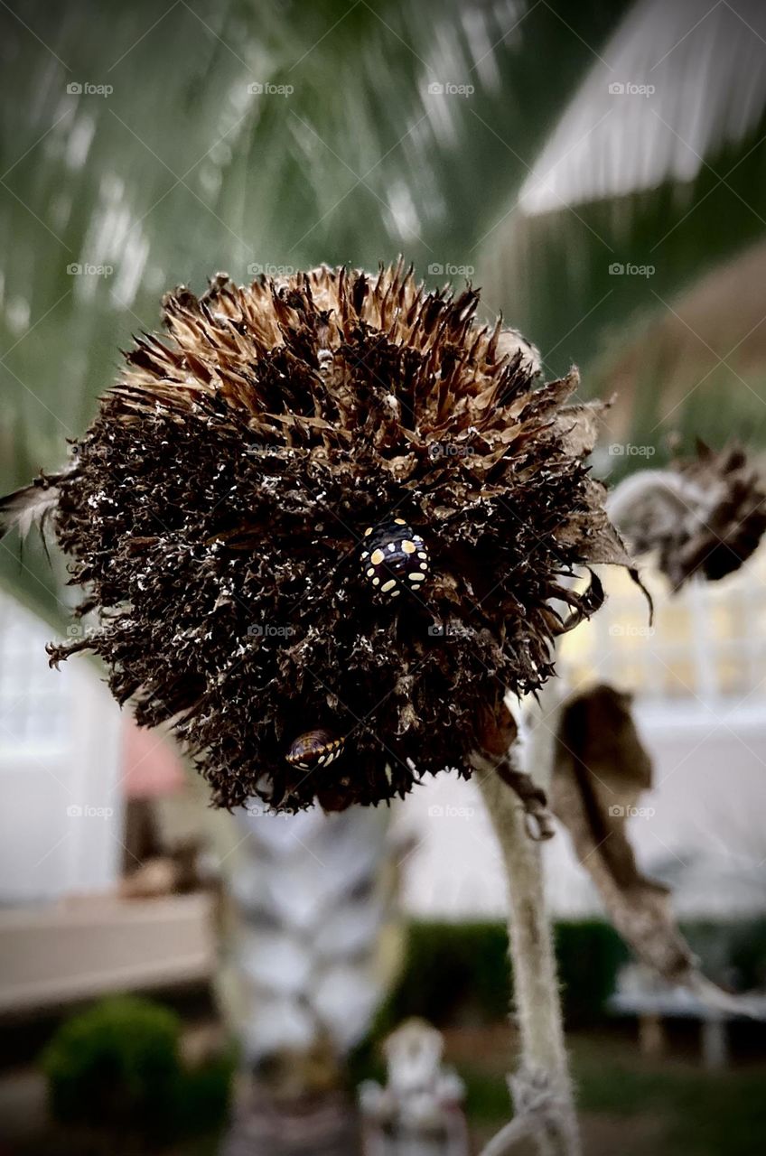 🇧🇷 O que será que essa joaninha marrom tentou fazer se disfarçando dentro da planta? Ela se camuflou?

🇺🇸 What could this brown ladybug try to do by disguising itself inside the plant?  Did she camouflage?