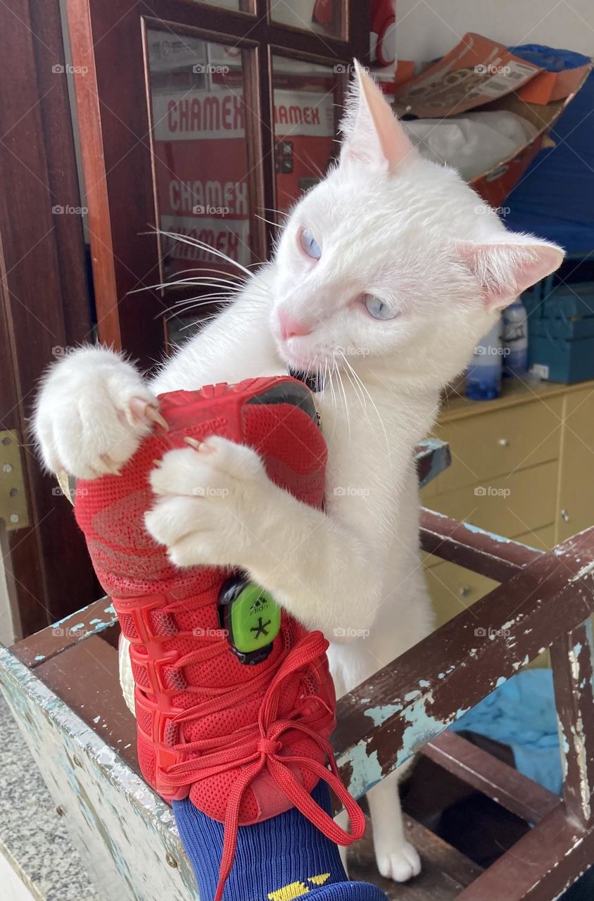 🇺🇸 The kitten won't let go of my foot (literally).  But I think she needs to cut her nails... / 🇧🇷 A gatinha não larga do meu pé (literalmente). Mas acho que ela precisa cortar as unhas…